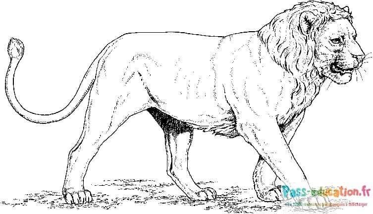 Coloriage Lion marchant à imprimer et colorier