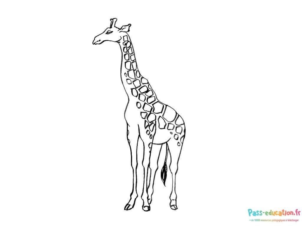 Coloriage Girafe dans la savane à imprimer et colorier
