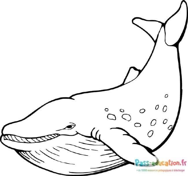 Coloriage Baleine souriante à imprimer et colorier