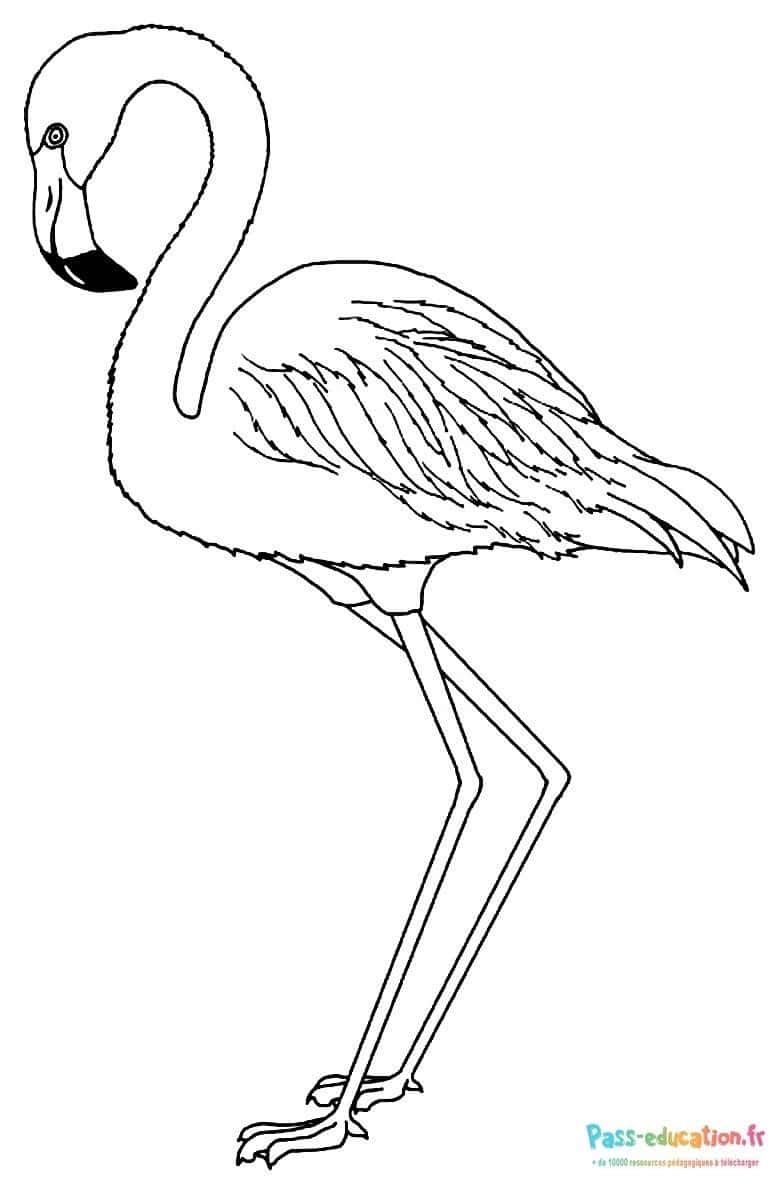 Coloriage Flamant rose à imprimer et colorier