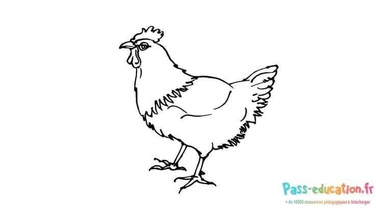 Coloriage Poule dessinée à imprimer et colorier