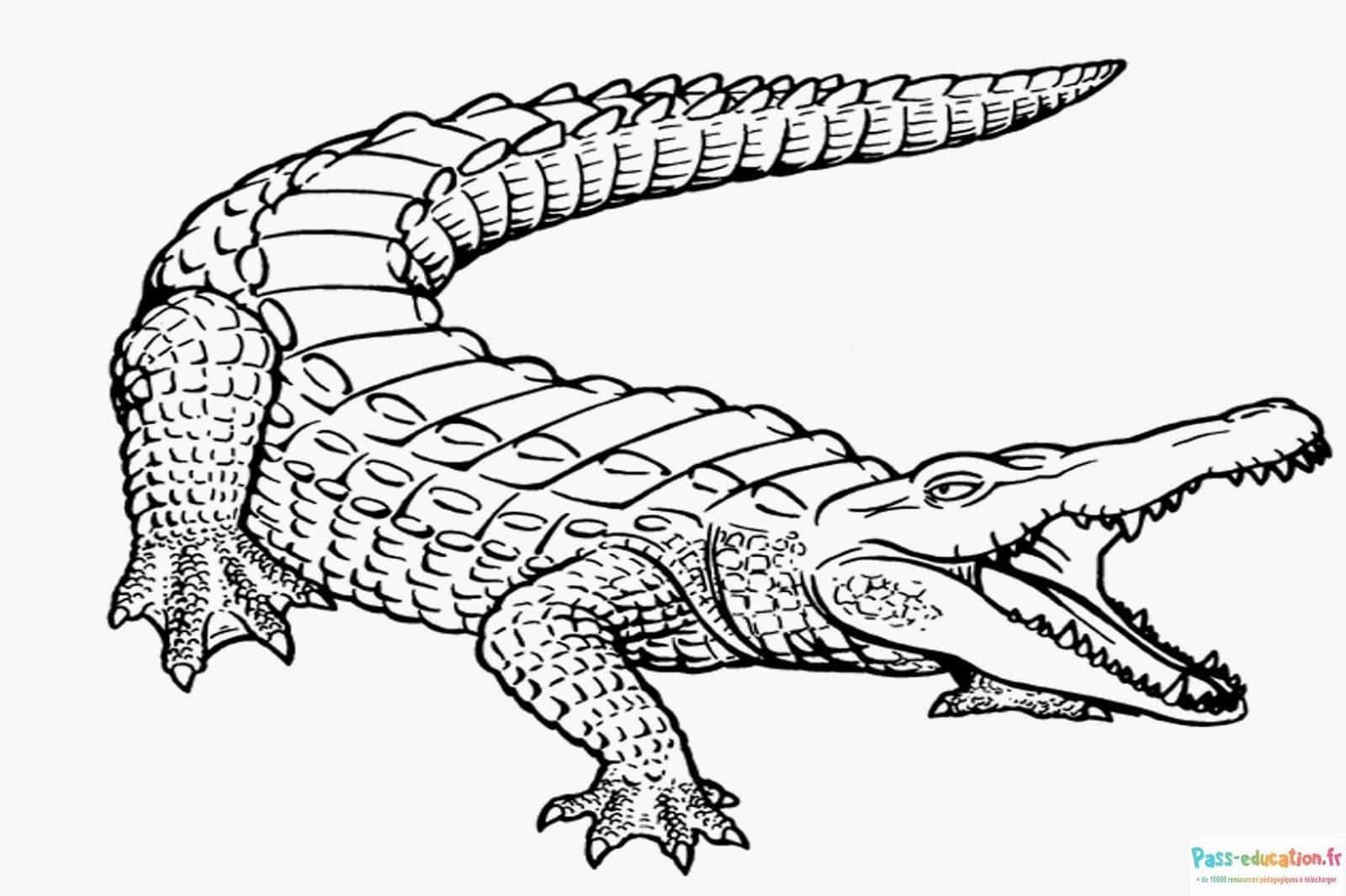 Coloriage Crocodile souriant à imprimer et colorier