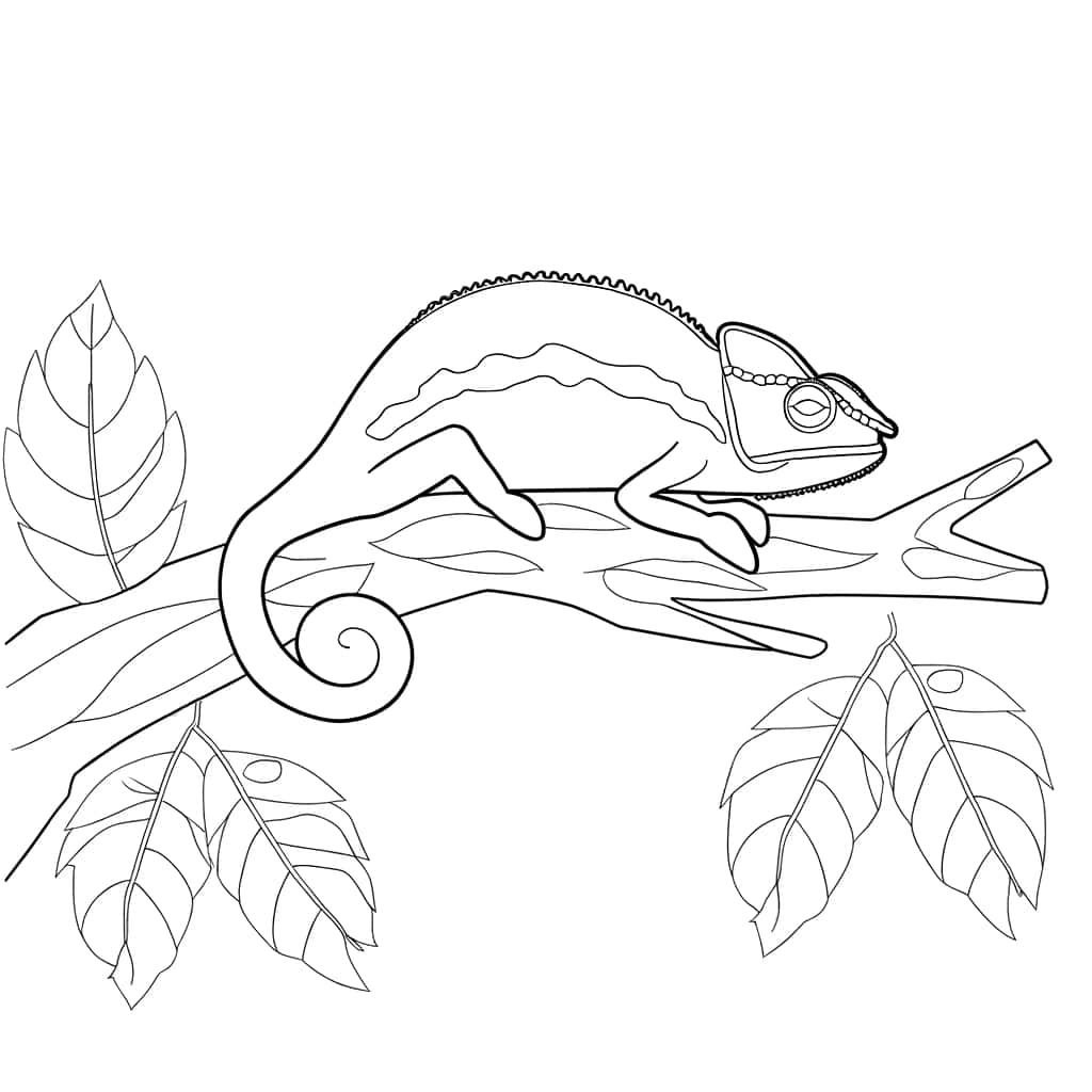 Coloriage Caméléon perchée à imprimer et colorier