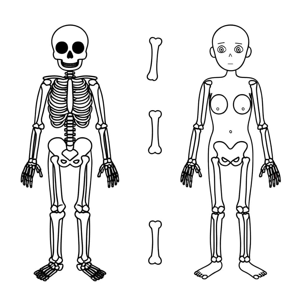 Coloriage Anatomie humaine à imprimer et colorier