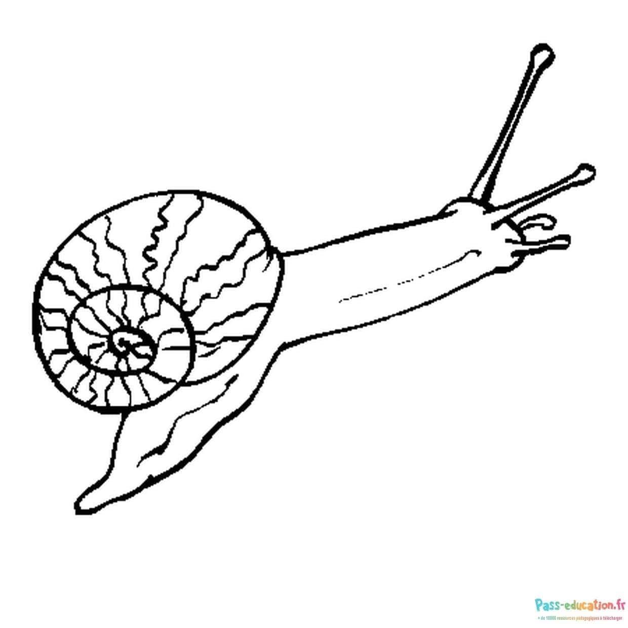 Coloriage Escargot à imprimer et colorier