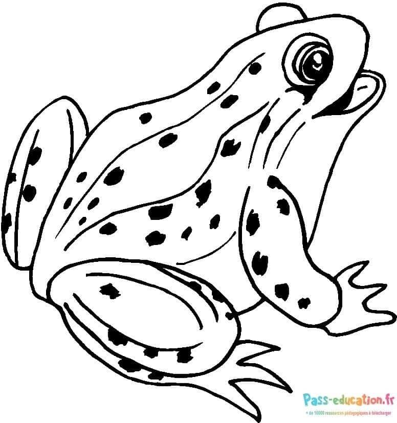 Coloriage Grenouille attentive à imprimer et colorier