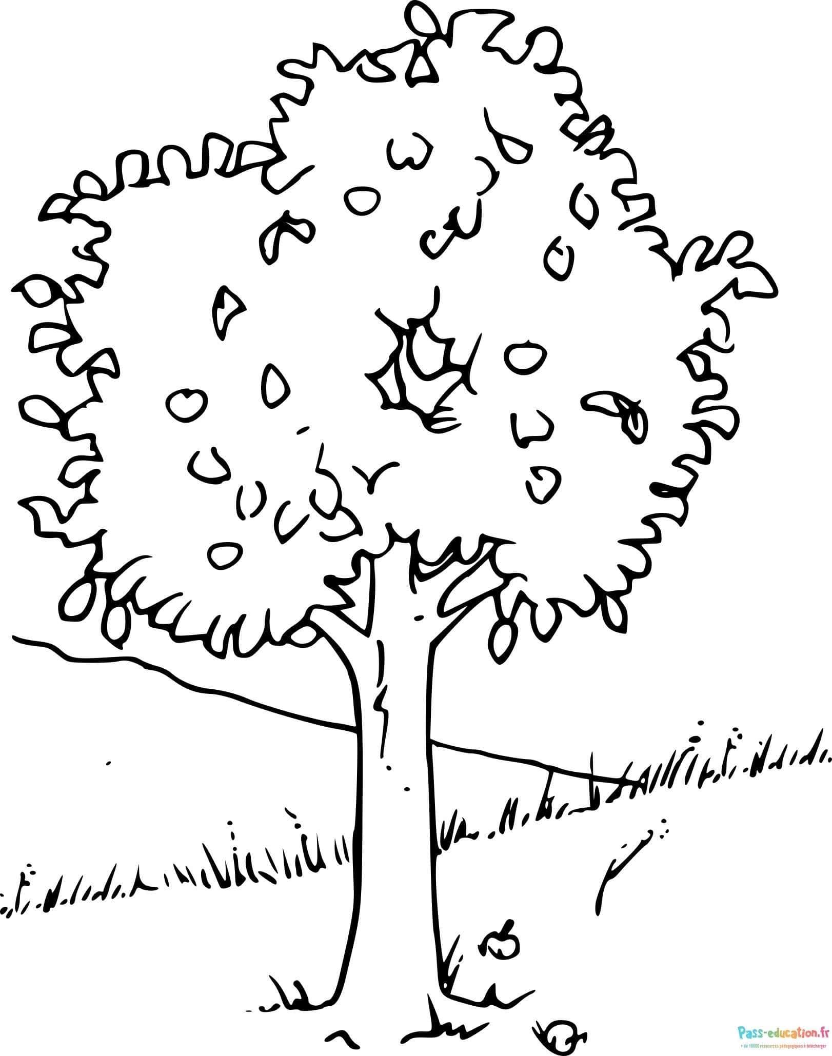 Coloriage Arbre fruitier à imprimer et colorier