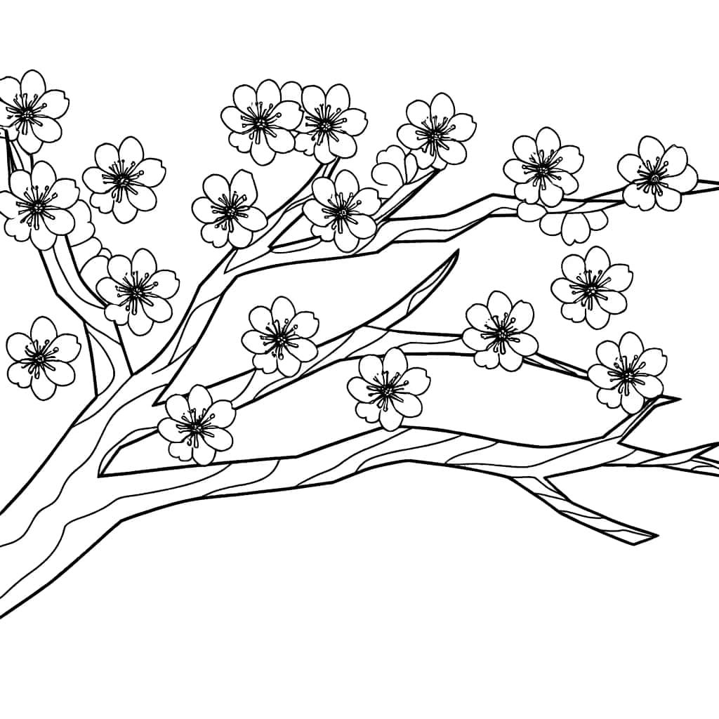Coloriage Cerisier du Japon à imprimer et colorier