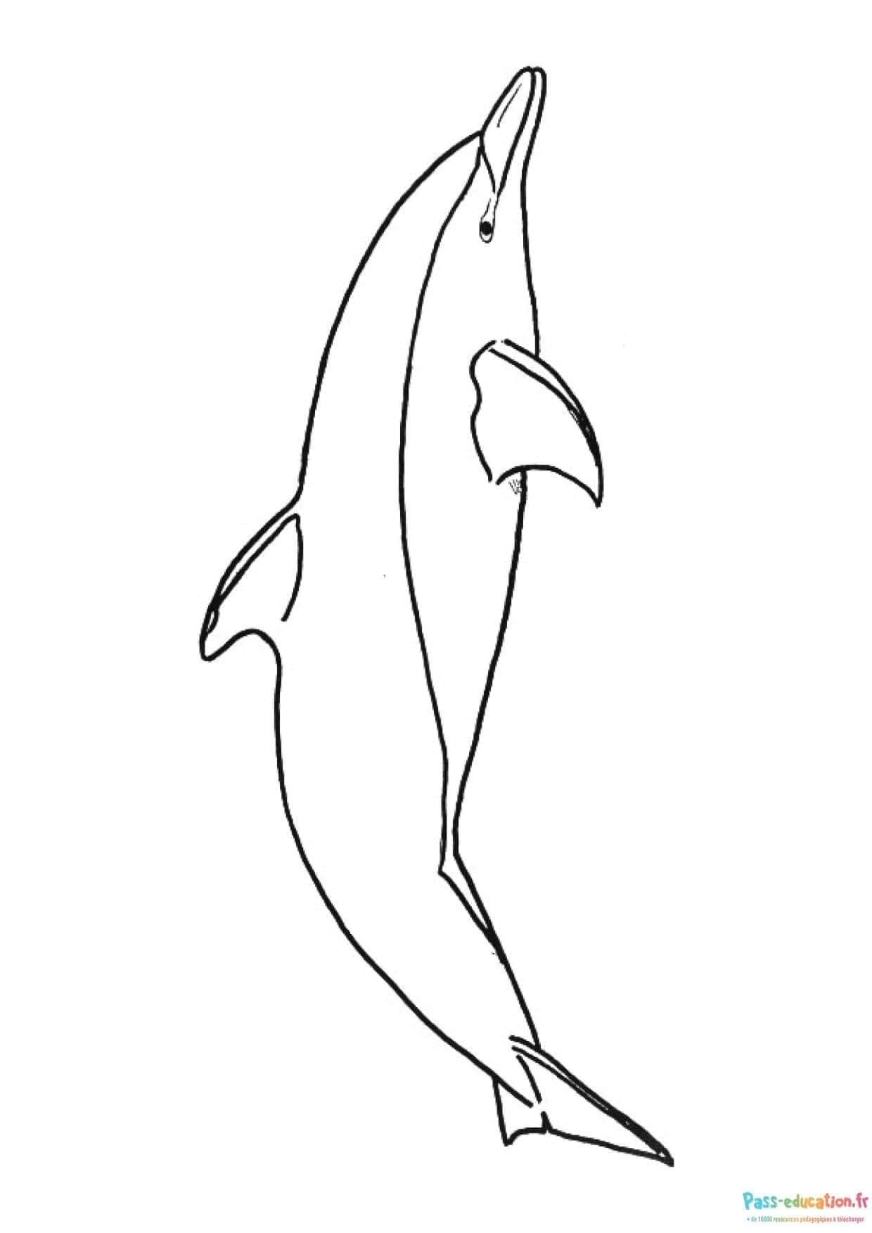 Coloriage Dauphin qui saute à imprimer et colorier