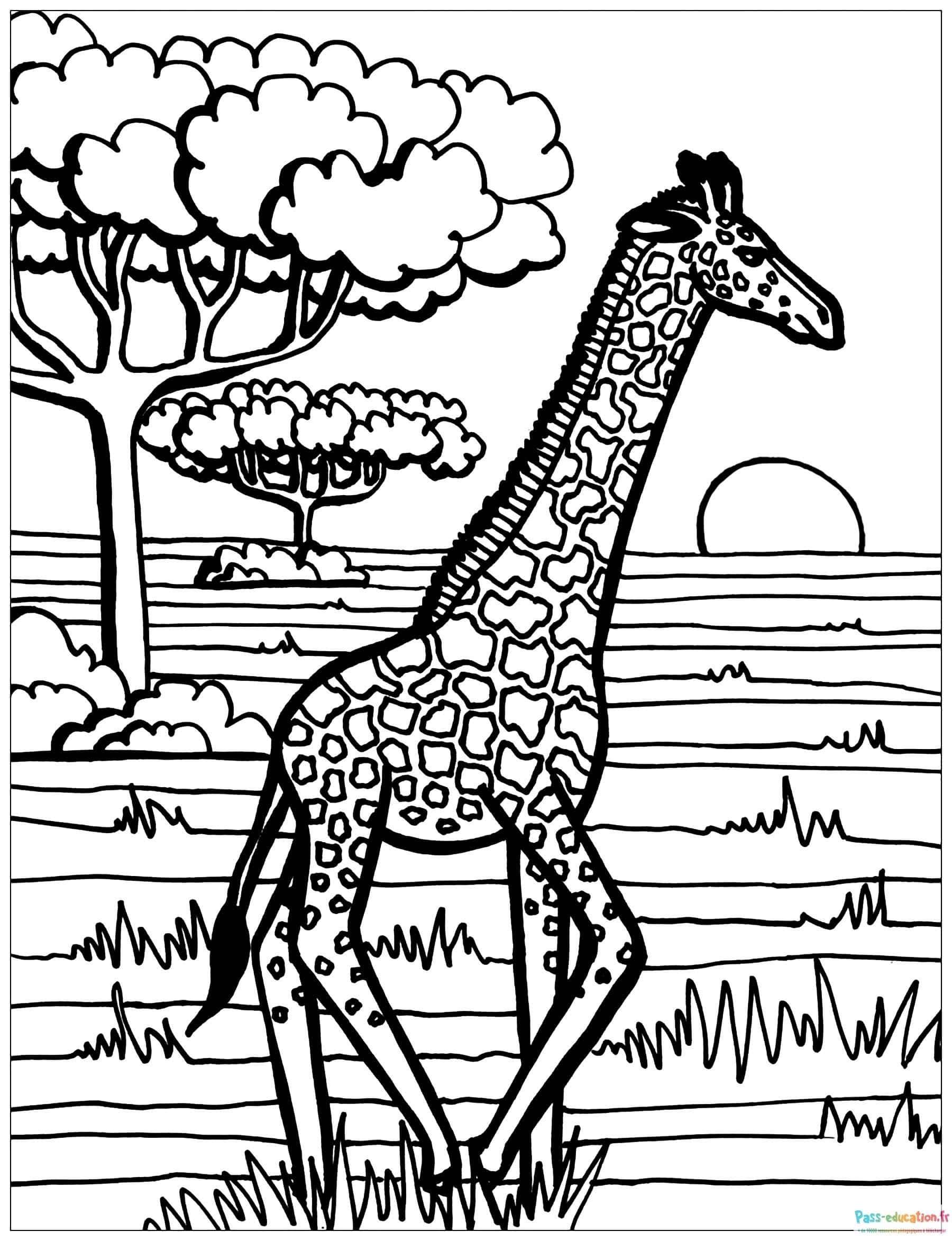 Coloriage Girafe africaine à imprimer et colorier