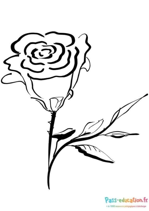 Coloriage Dessin rose élégante à imprimer et colorier