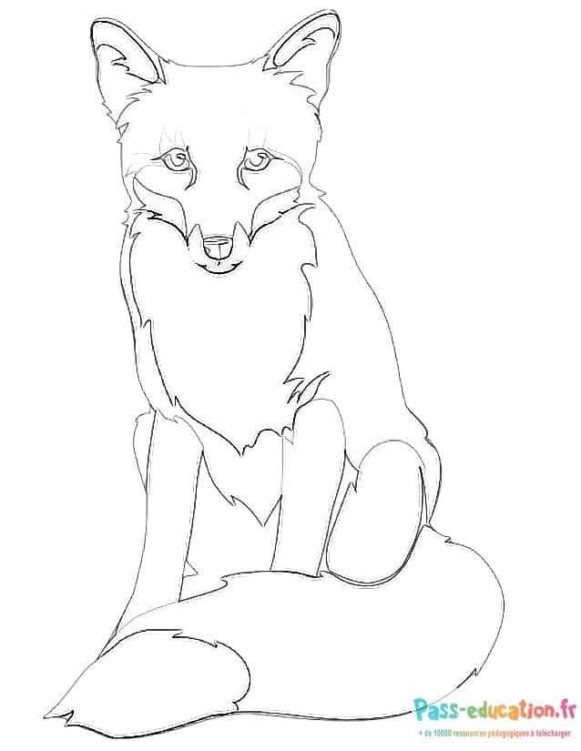 Coloriage Renard attentif à imprimer et colorier