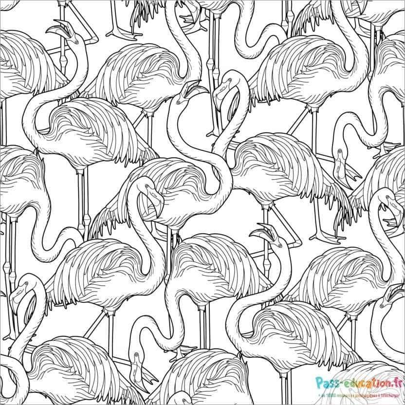 Coloriage Flamants enchevêtrés à imprimer et colorier