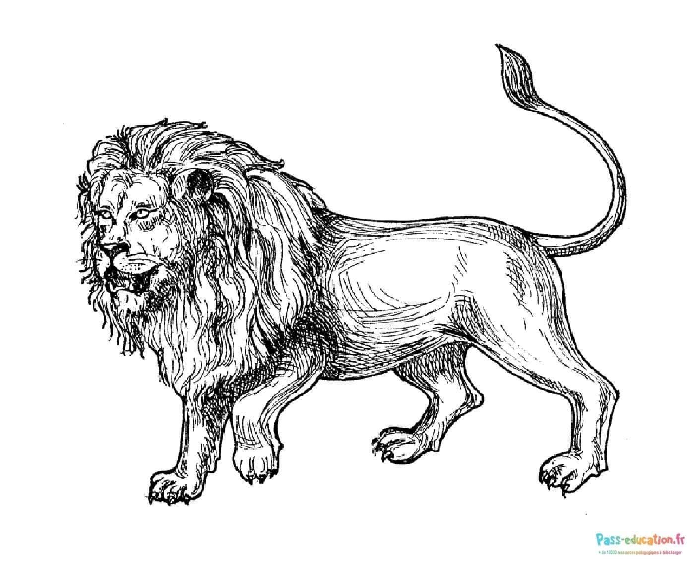 Coloriage Lion majestueux à imprimer et colorier