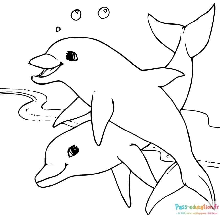 Coloriage Duo de dauphins à imprimer et colorier