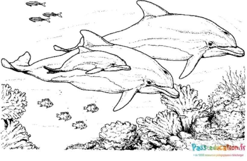 Coloriage Dauphins dans l'océan à imprimer et colorier