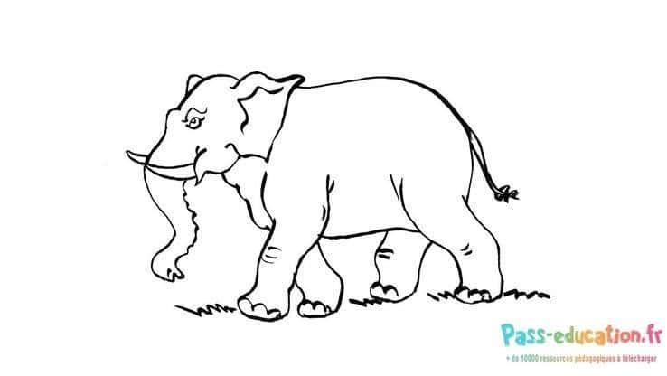 Coloriage Éléphant en marche à imprimer et colorier