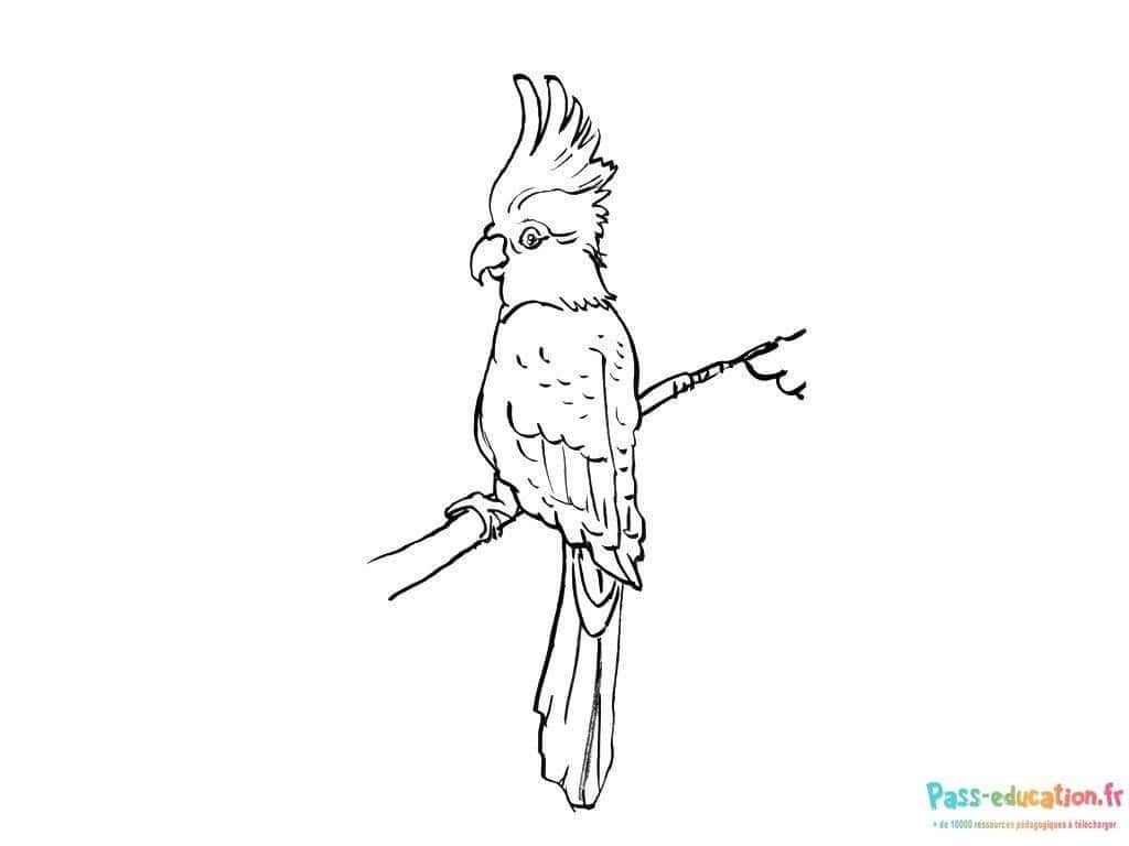 Coloriage Perroquet majestueux à imprimer et colorier