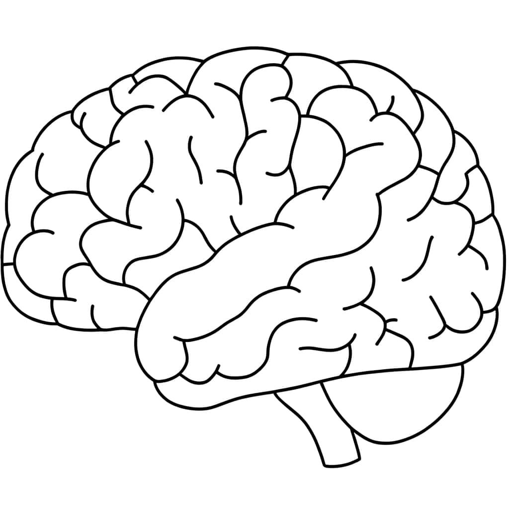 Coloriage Cerveau humain à imprimer et colorier