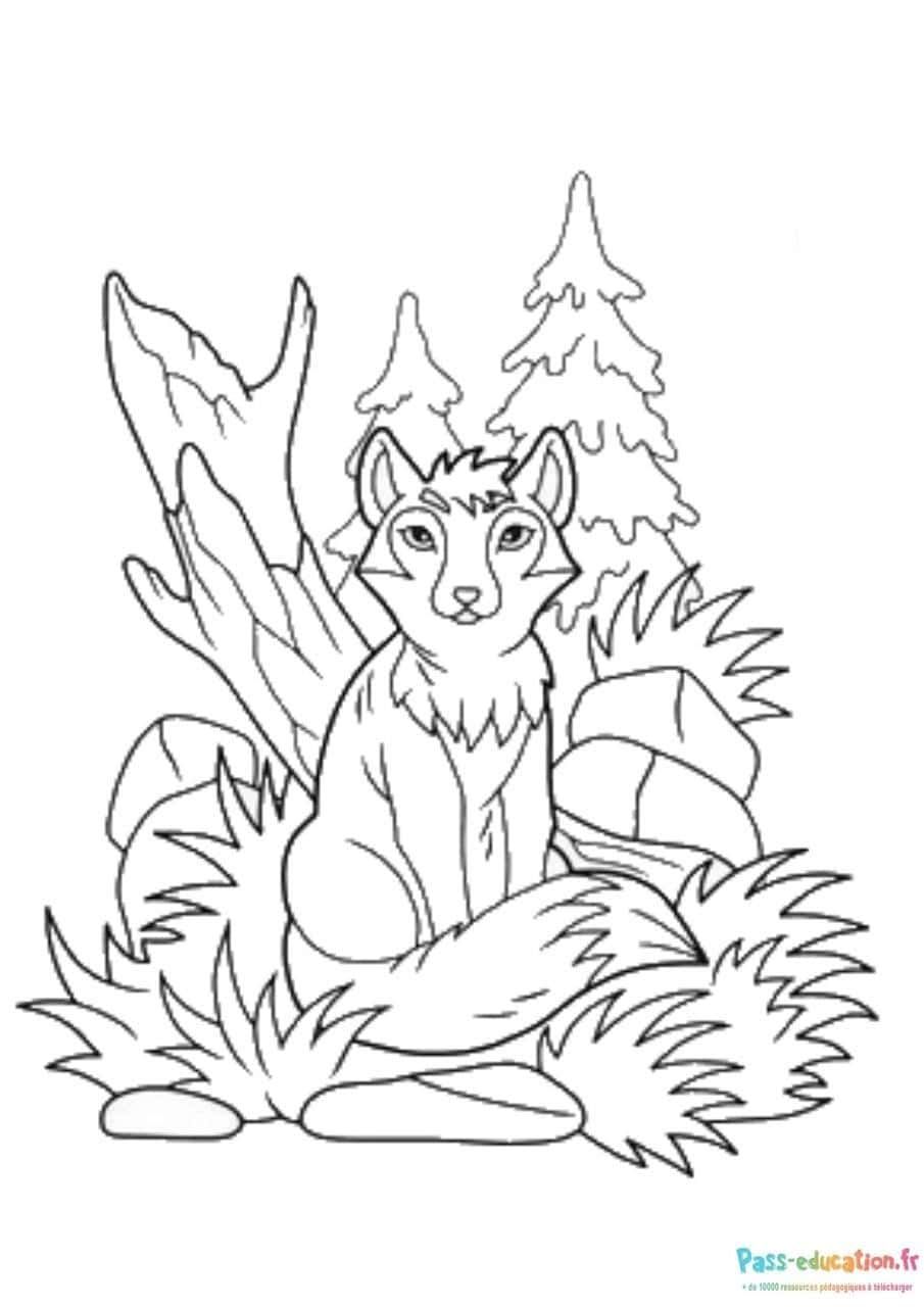 Coloriage Renard dans la nature à imprimer et colorier