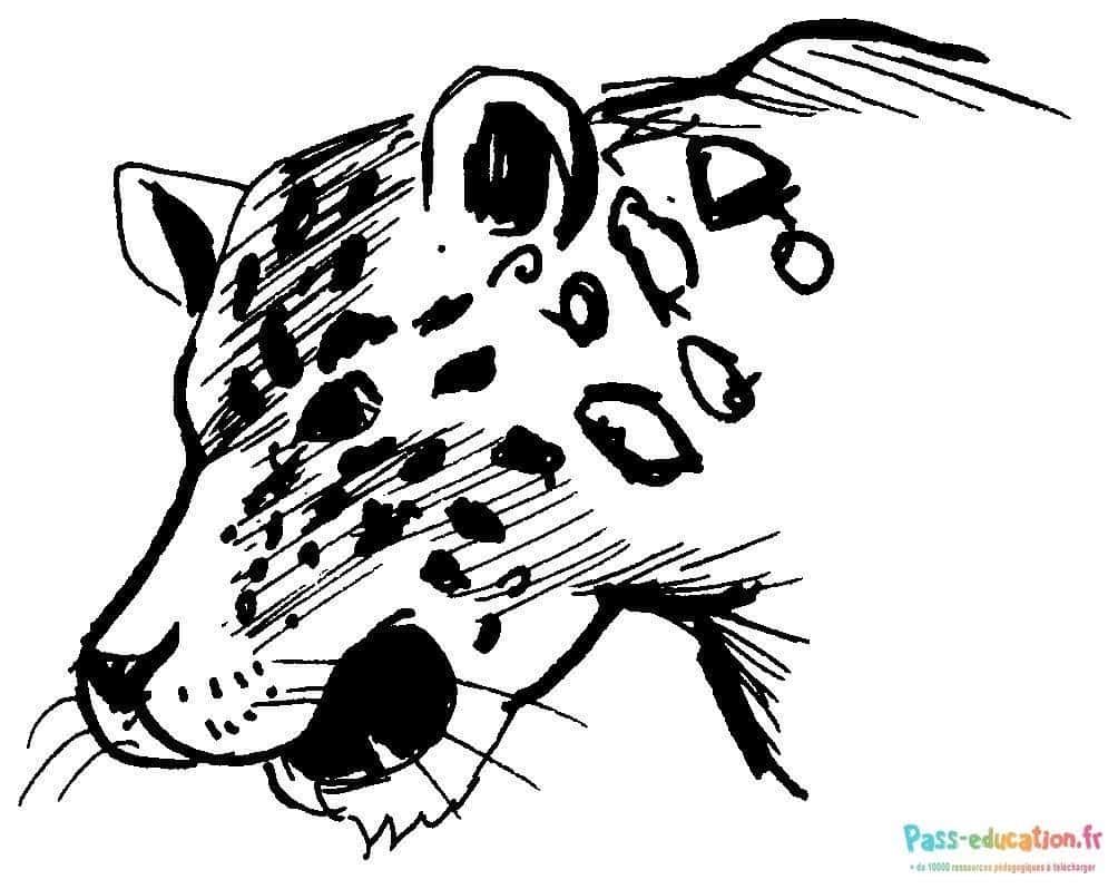 Coloriage Jaguar à colorier à imprimer et colorier