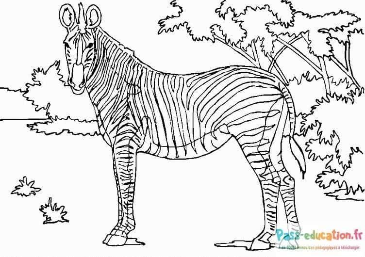 Coloriage Zèbre dans la forêt à imprimer et colorier