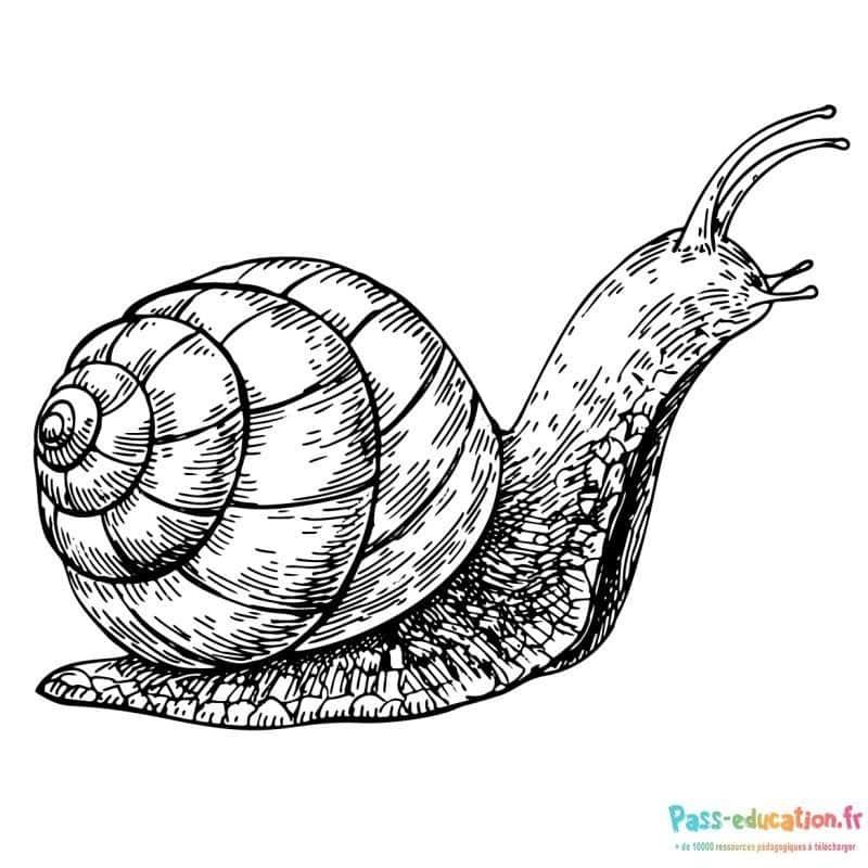 Coloriage Escargot à imprimer et colorier