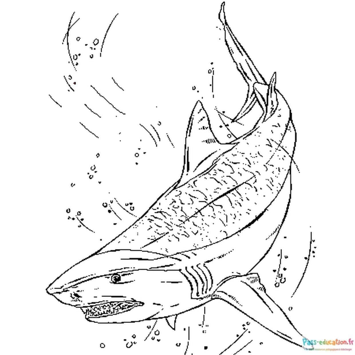 Coloriage Requin agile à imprimer et colorier