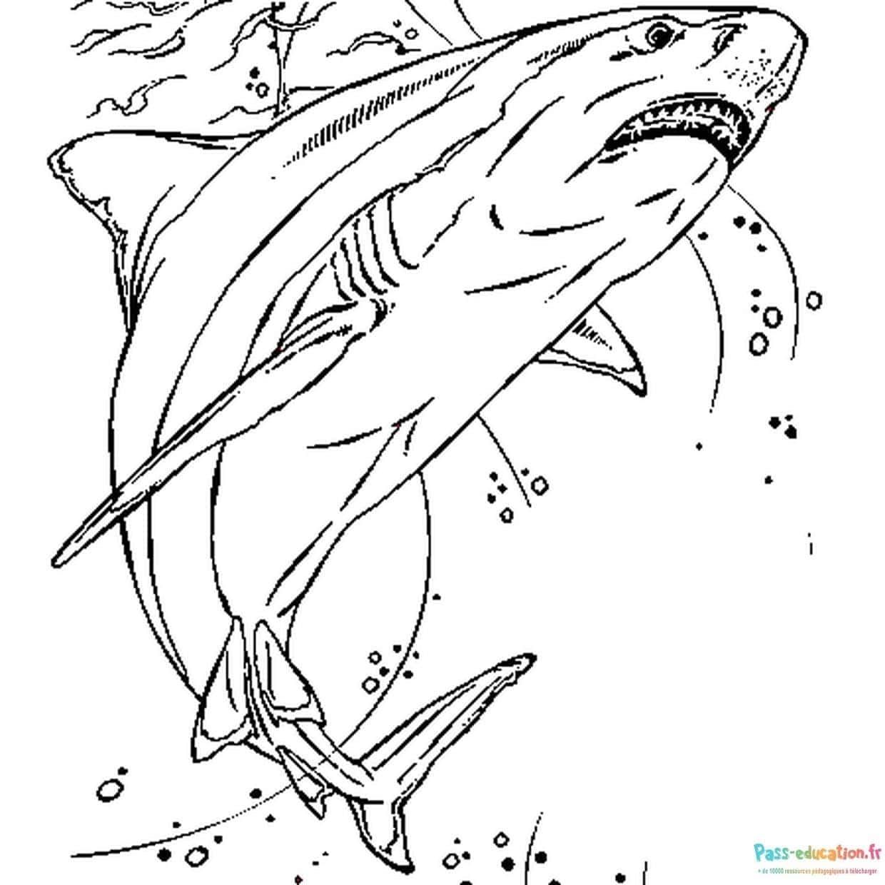 Coloriage Requin en action à imprimer et colorier