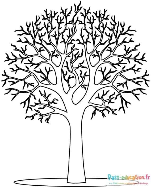 Coloriage Arbre sans feuilles à imprimer et colorier
