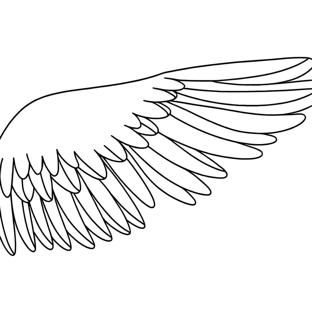 Coloriage Aile d'oiseau à imprimer et colorier