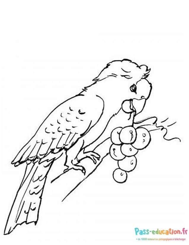 Coloriage Perroquet gourmand à imprimer et colorier