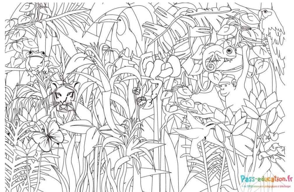 Coloriage Jungle mystérieuse à imprimer et colorier