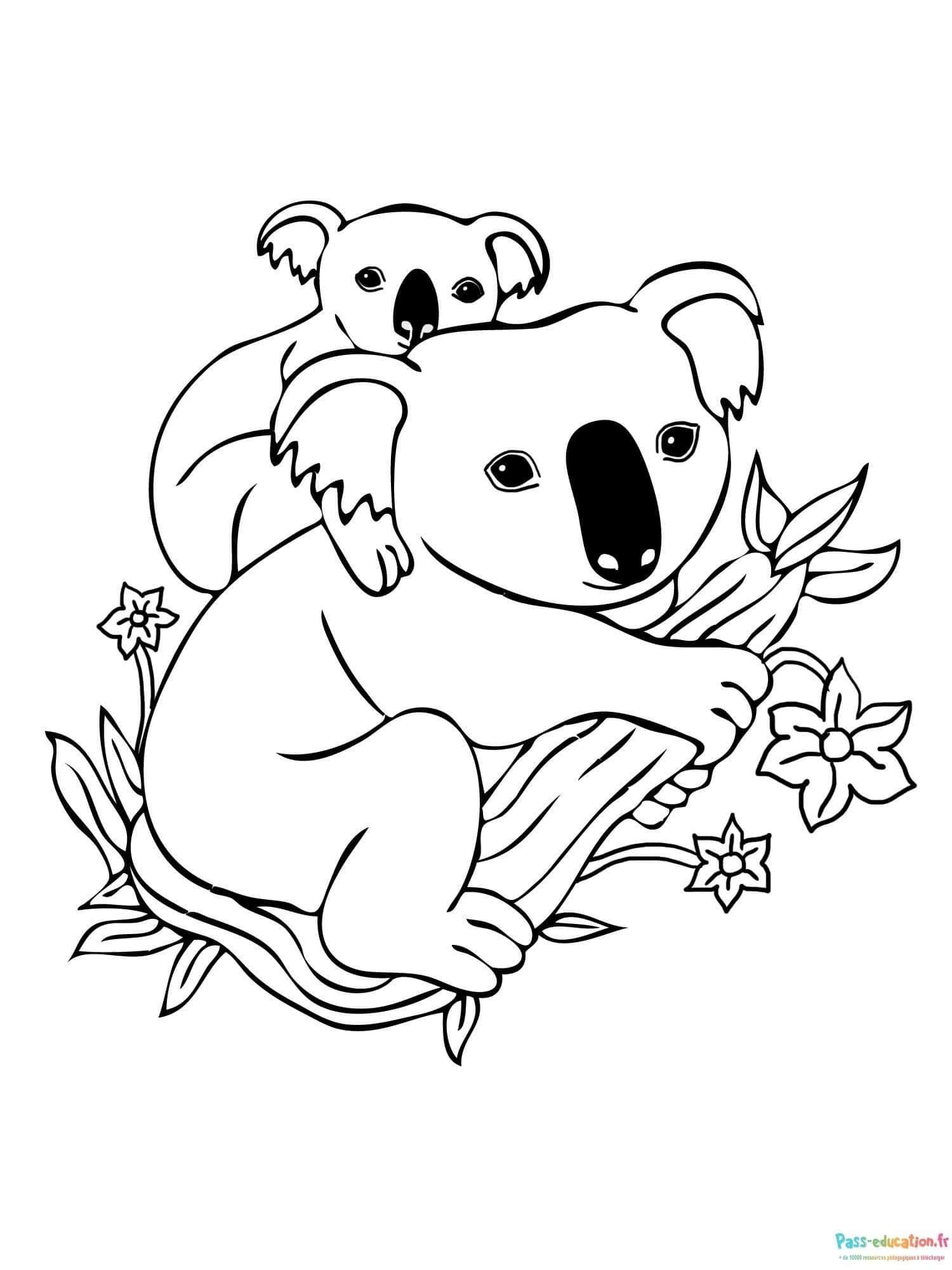 Coloriage Duo Koala câlin à imprimer et colorier