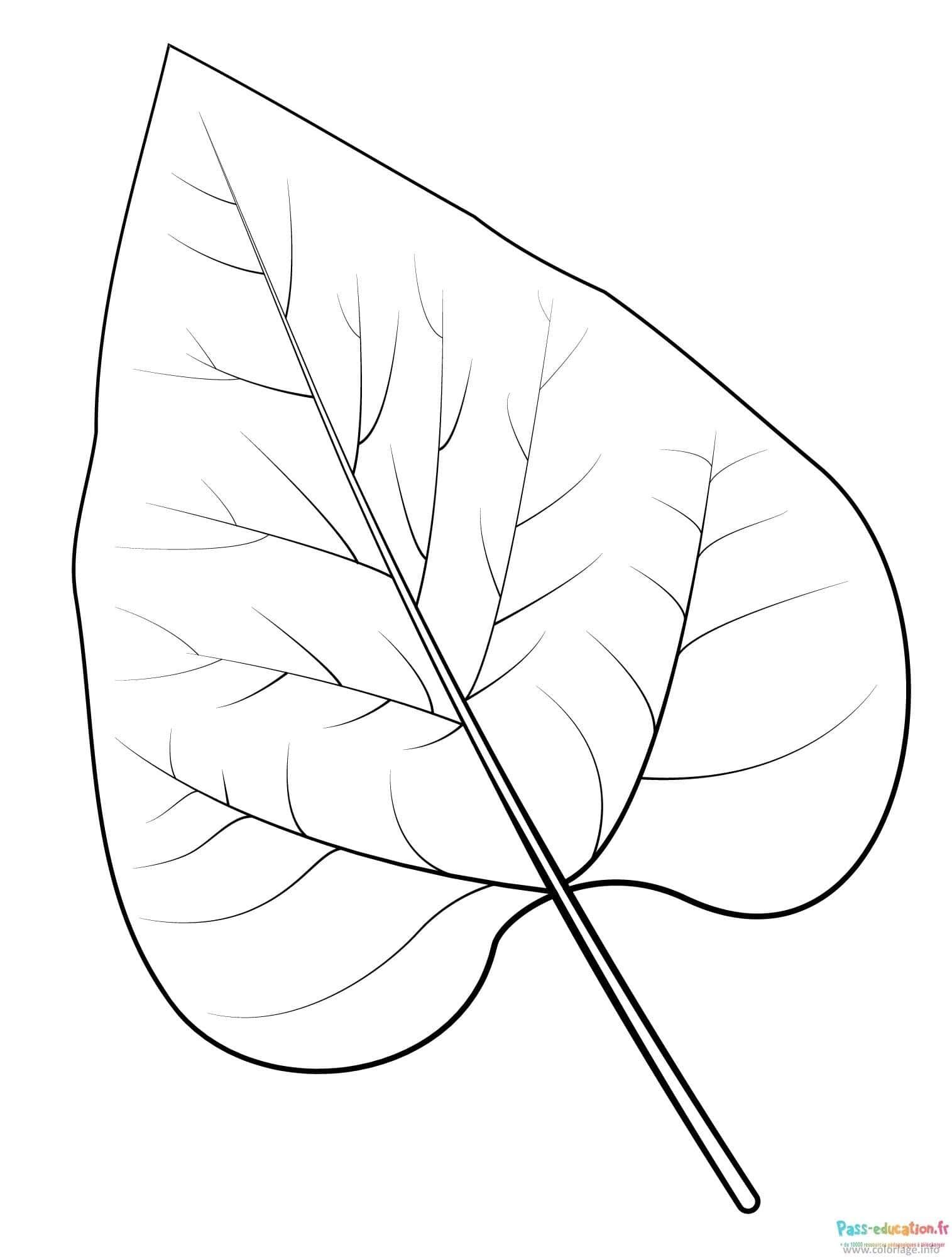 Coloriage Feuille de platane à imprimer et colorier