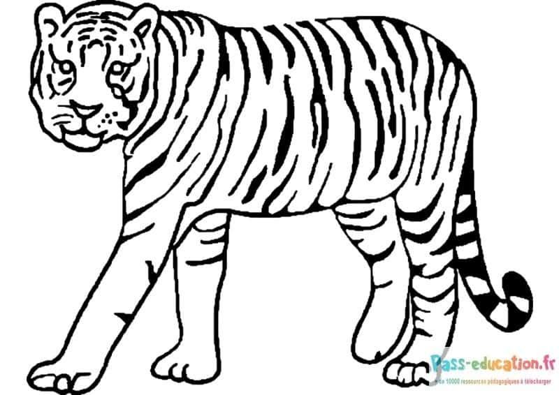 Coloriage Tigre à colorier à imprimer et colorier