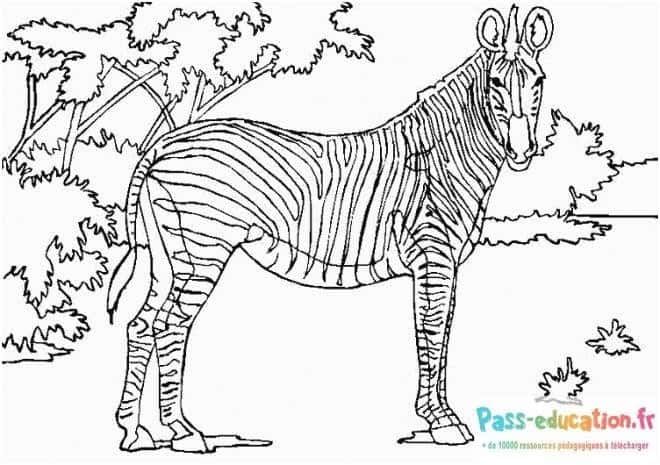 Coloriage Zèbre dans la savane à imprimer et colorier