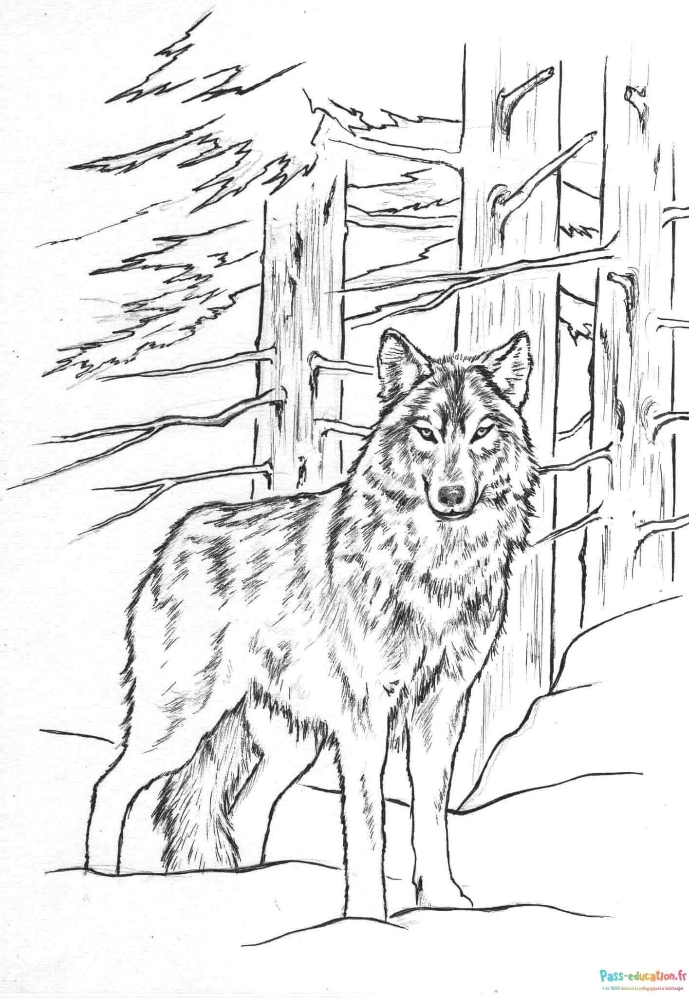 Coloriage Loup en forêt à imprimer et colorier