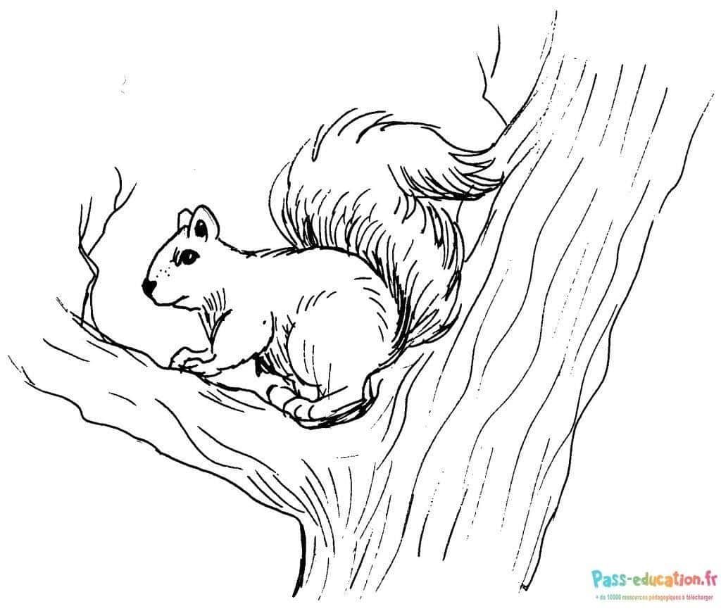 Coloriage Écureuil agile à imprimer et colorier