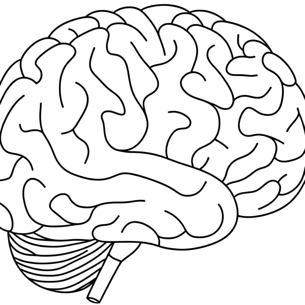 Coloriage Cerveau humain à imprimer et colorier