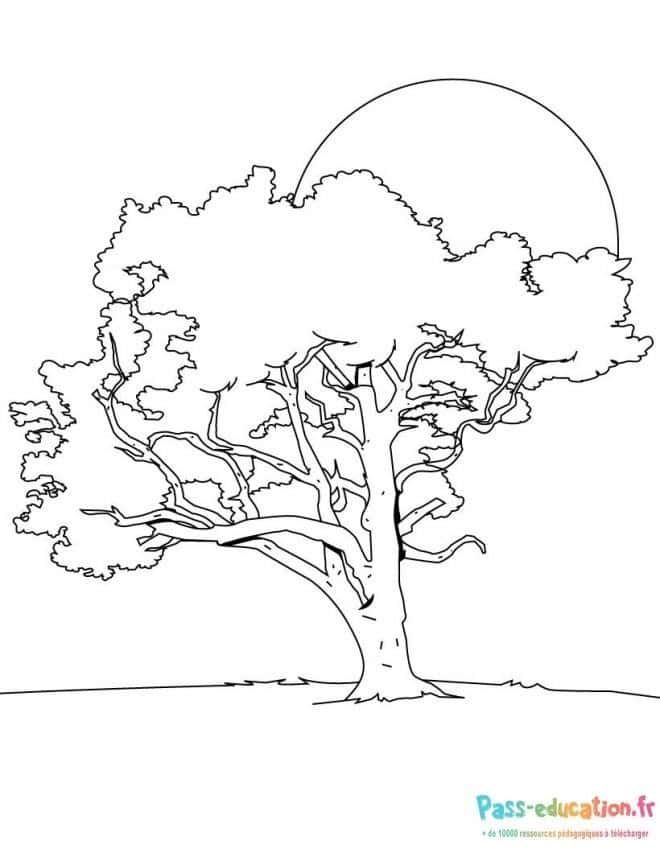 Coloriage Arbre majestueux à imprimer et colorier