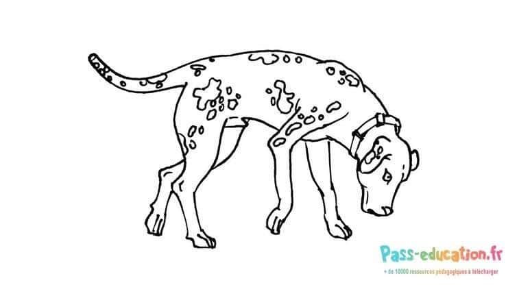 Coloriage Chien tacheté à imprimer et colorier