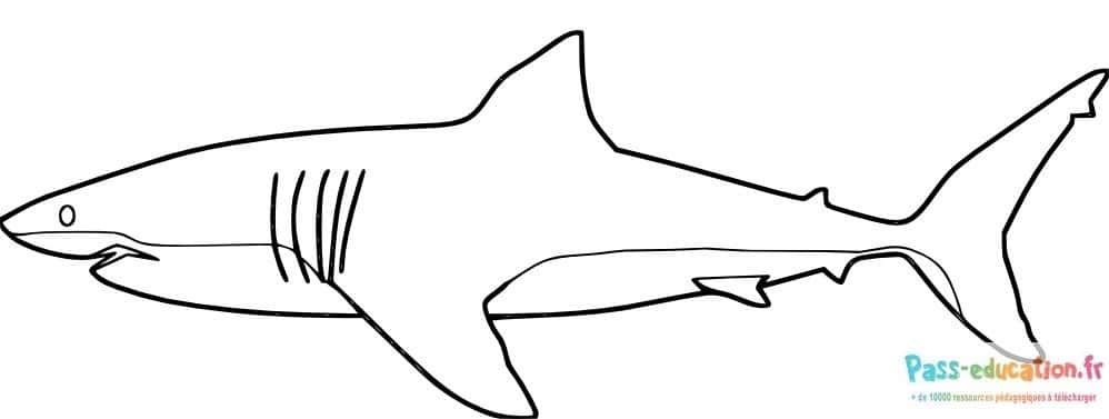 Coloriage Requin à colorier à imprimer et colorier