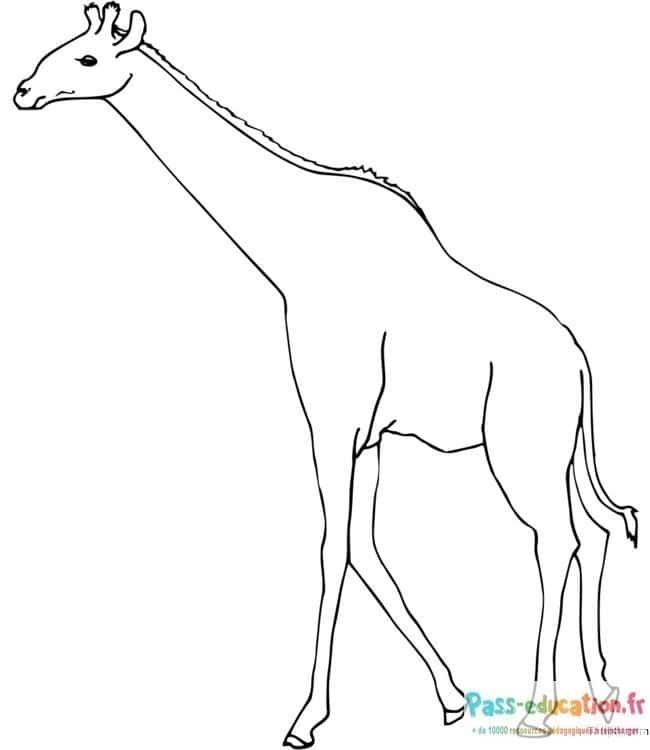 Coloriage Girafe dans la savane à imprimer et colorier