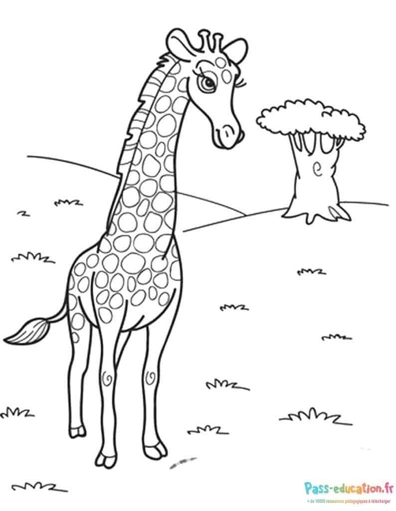 Coloriage Girafe et arbre à imprimer et colorier