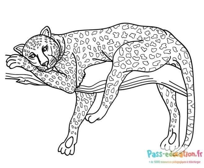 Coloriage Guépard reposant à imprimer et colorier