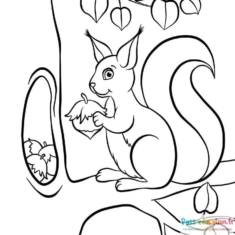 Coloriage Écureuil gourmand à imprimer et colorier