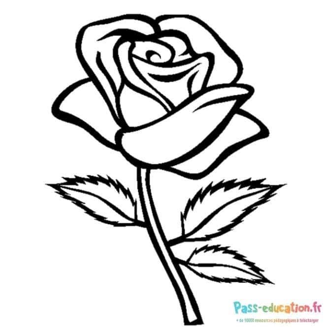 Coloriage Rose à colorier à imprimer et colorier