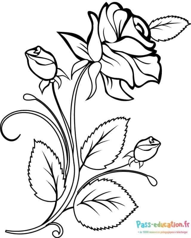 Coloriage Rose élégante à imprimer et colorier