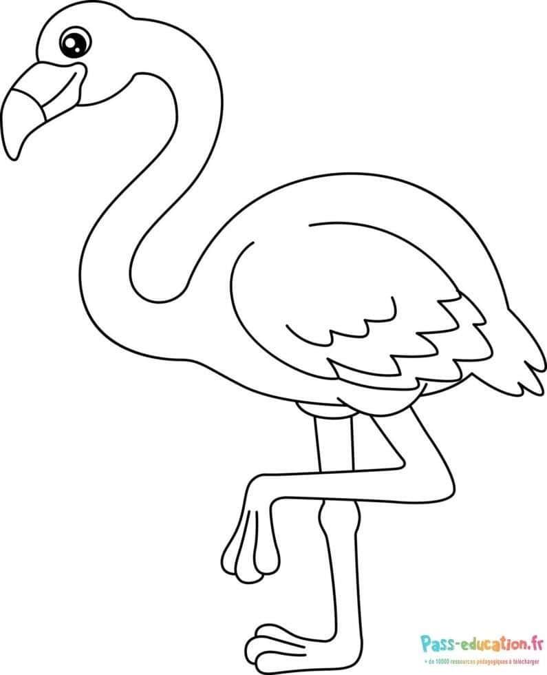 Coloriage Flamant rose à imprimer et colorier